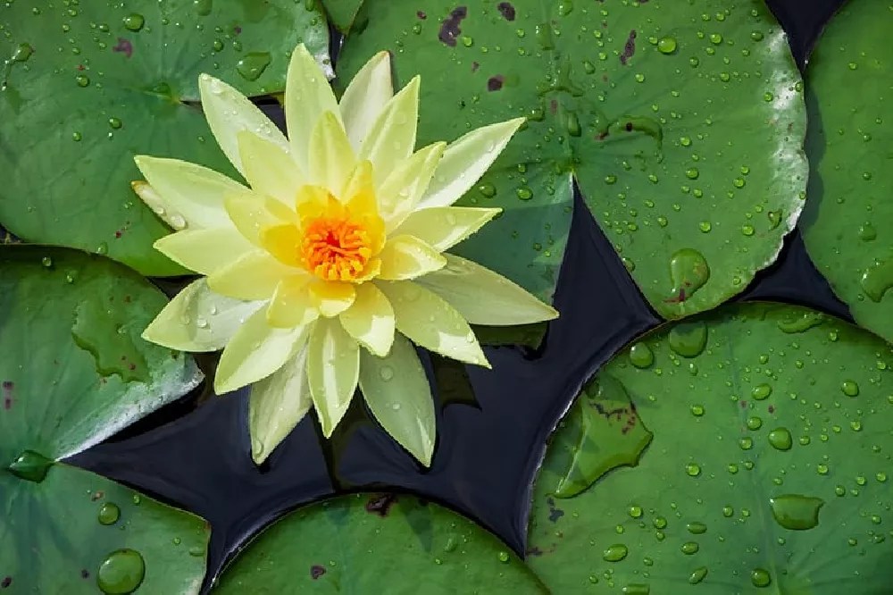 Water Lilies for Sale Buying & Growing Guide