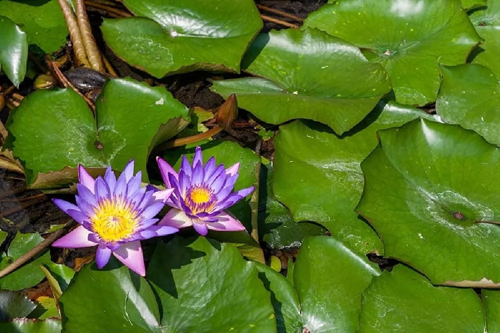 Water Lilies for Sale Buying & Growing Guide