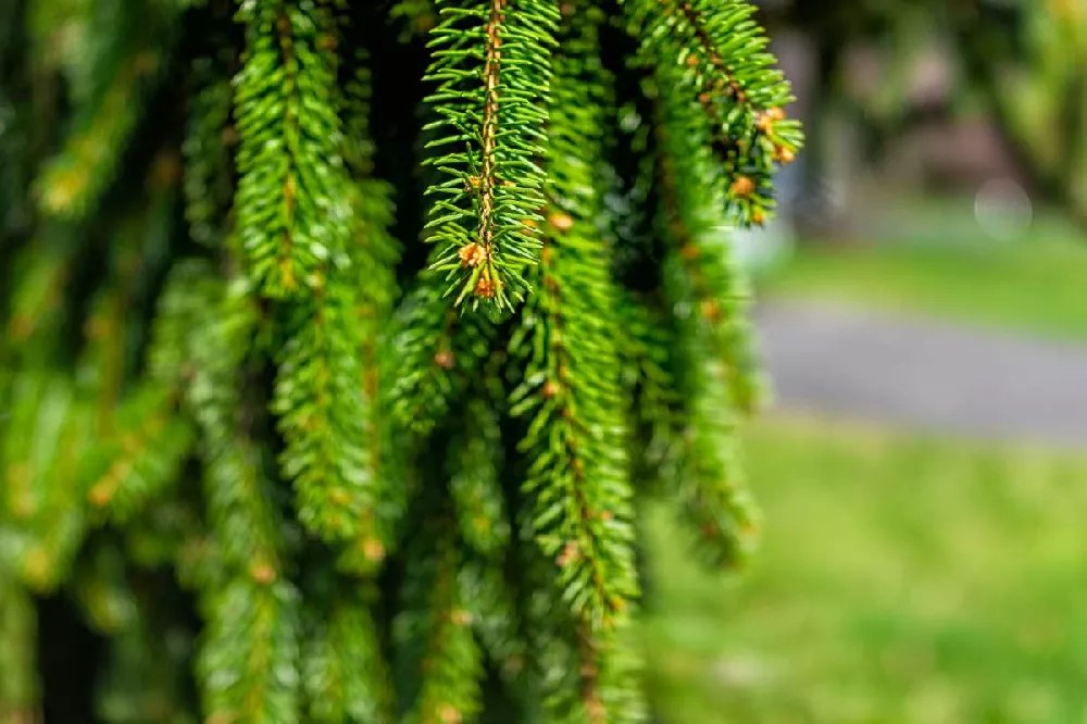 Weeping White Spruce Tree for Sale Buying & Growing Guide