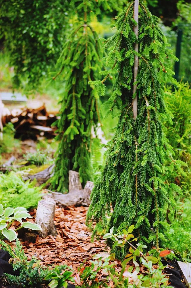 Weeping White Spruce Tree for Sale Buying & Growing Guide