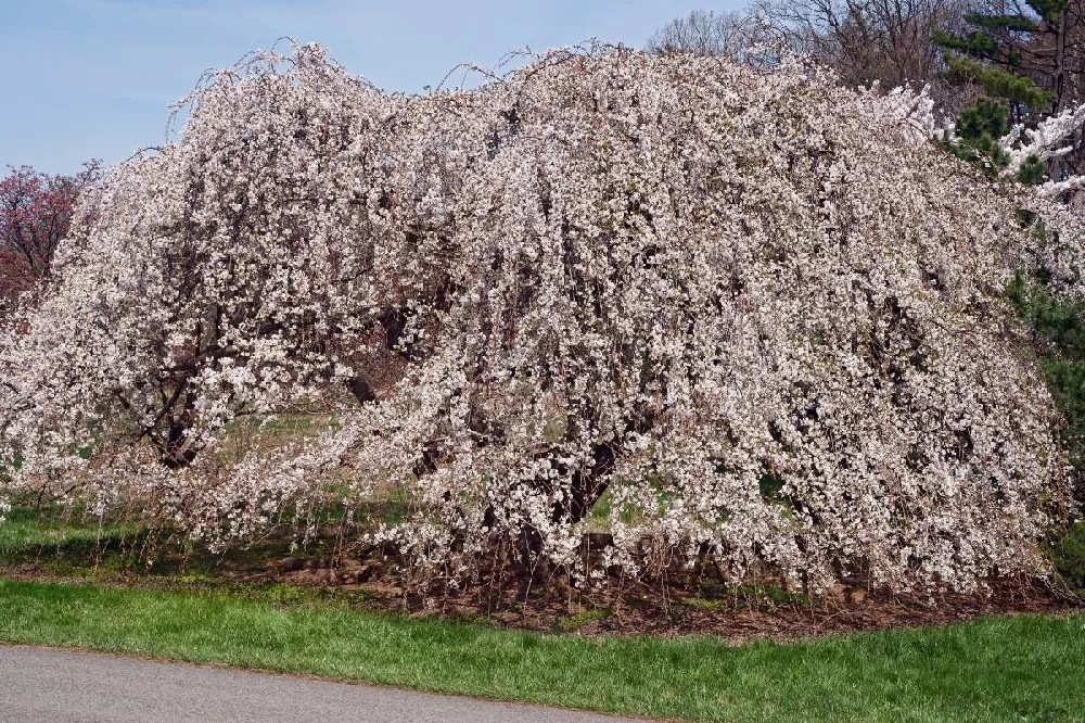 Weeping Yoshino Cherry Tree for Sale Buying & Growing Guide