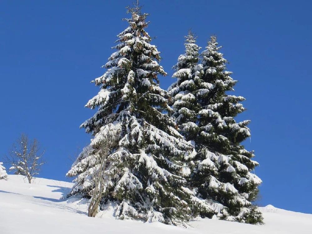 White Spruce Tree for Sale Buying & Growing Guide