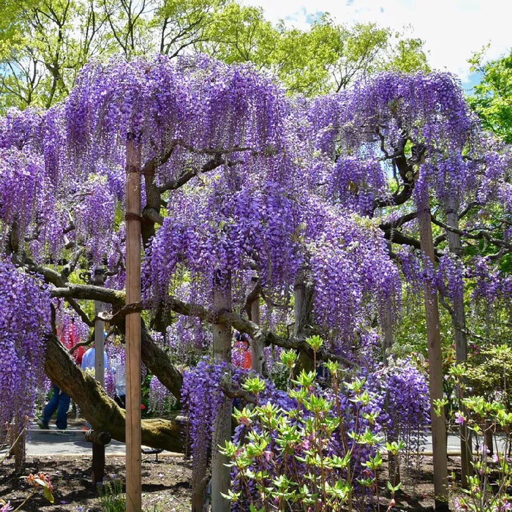 Wisteria Trees for Sale Buying & Growing Guide