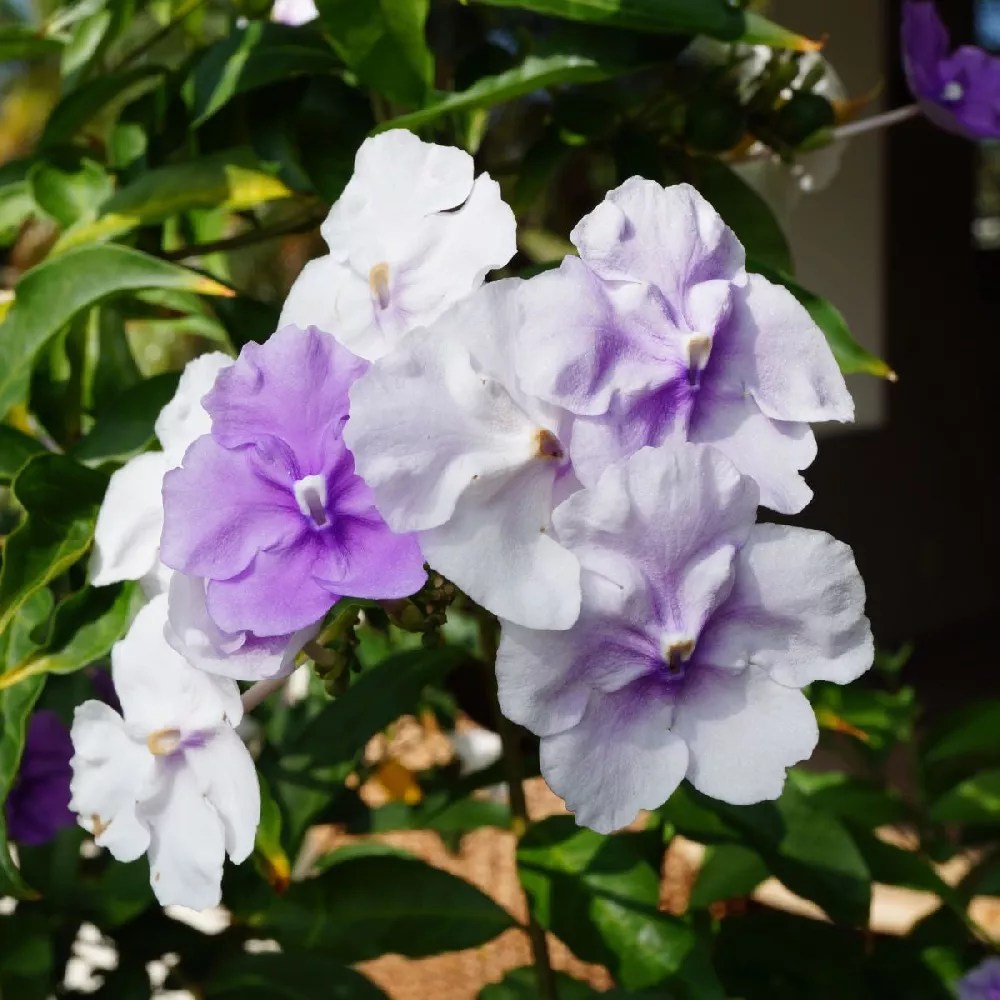 Yesterday Today Tomorrow Plant for Sale Buying & Growing Guide