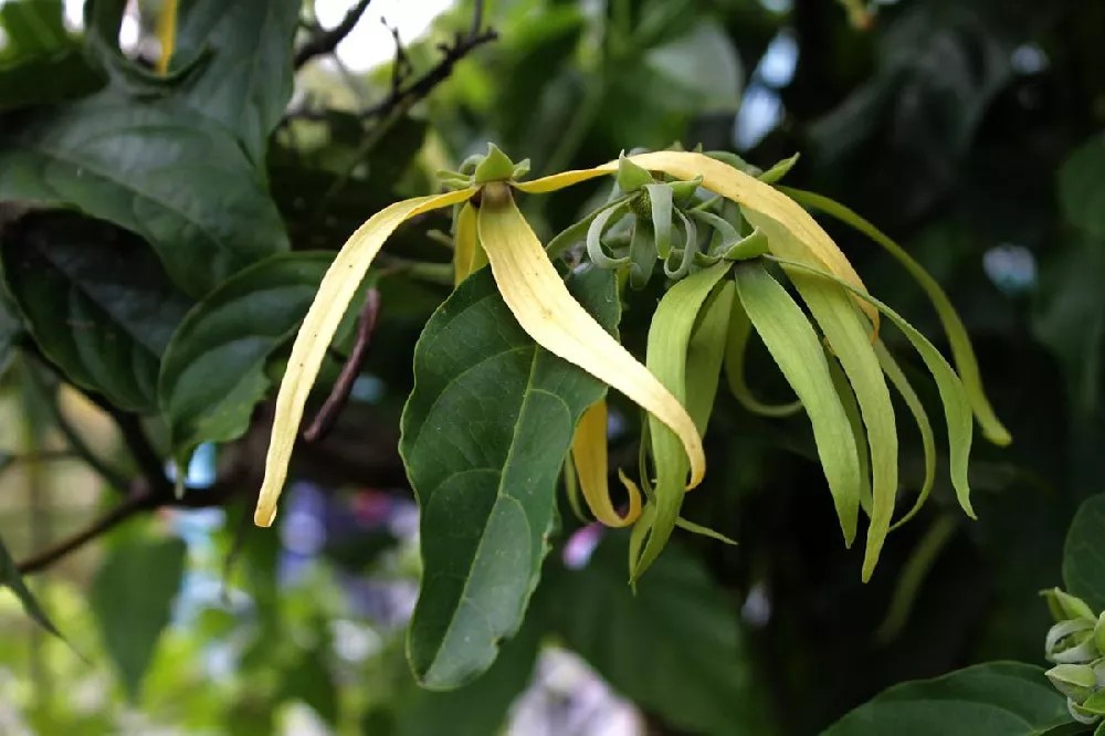 Ylang Ylang Flowering Trees for Sale