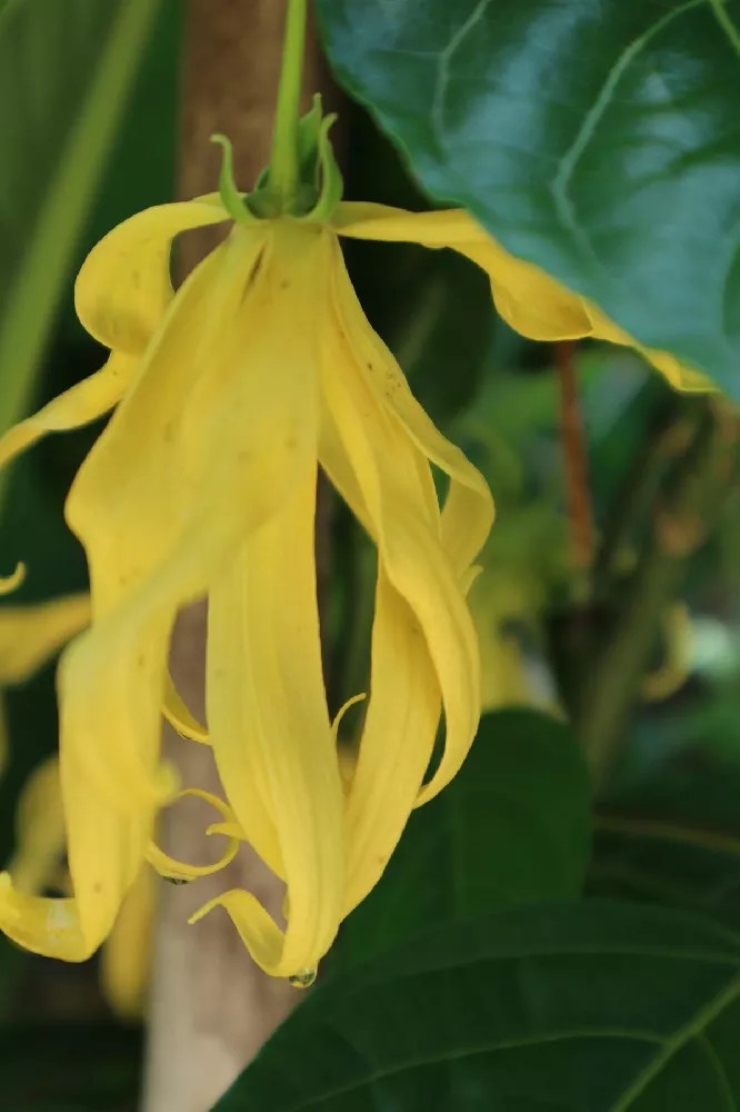 Ylang Ylang Flowering Trees for Sale