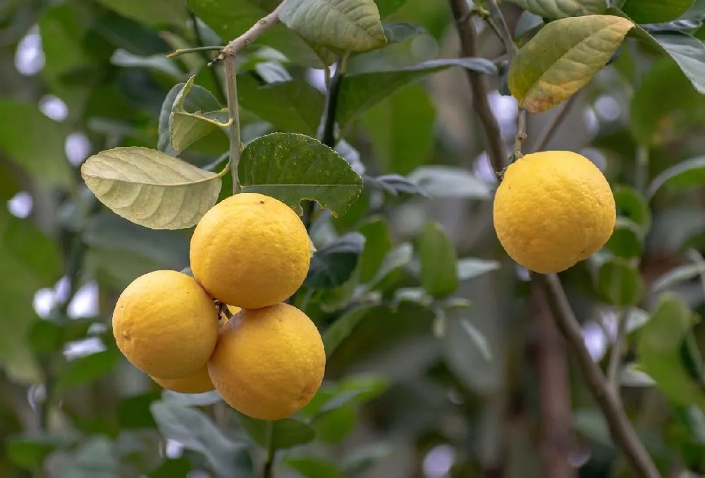 Yuzu Tree for Sale Buying & Growing Guide