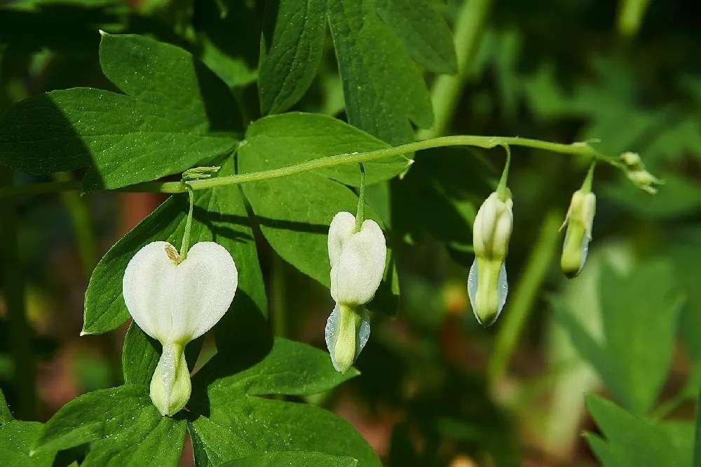 Bleeding Heart Plants for Sale Buying & Growing Guide