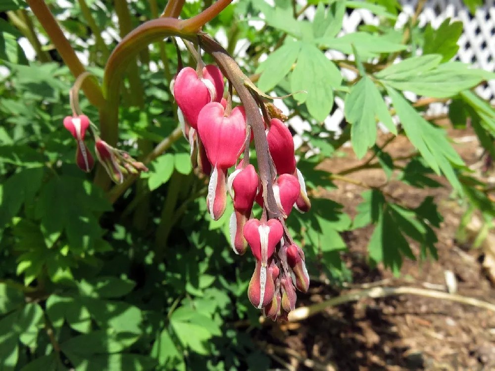 Bleeding Heart Plants for Sale Buying & Growing Guide