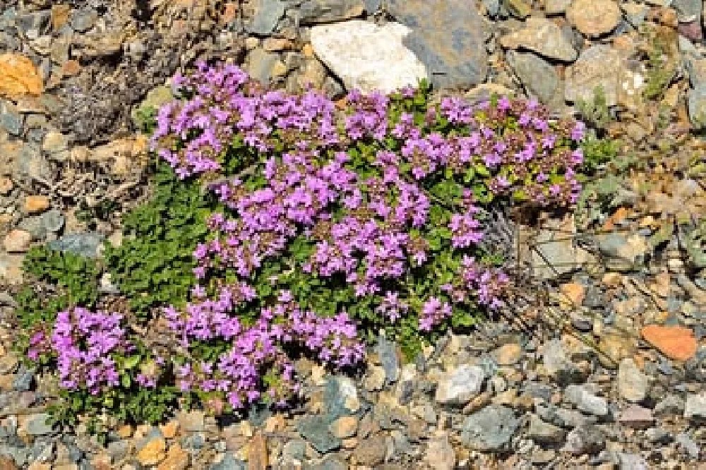 Creeping Thyme for Sale Buying & Growing Guide