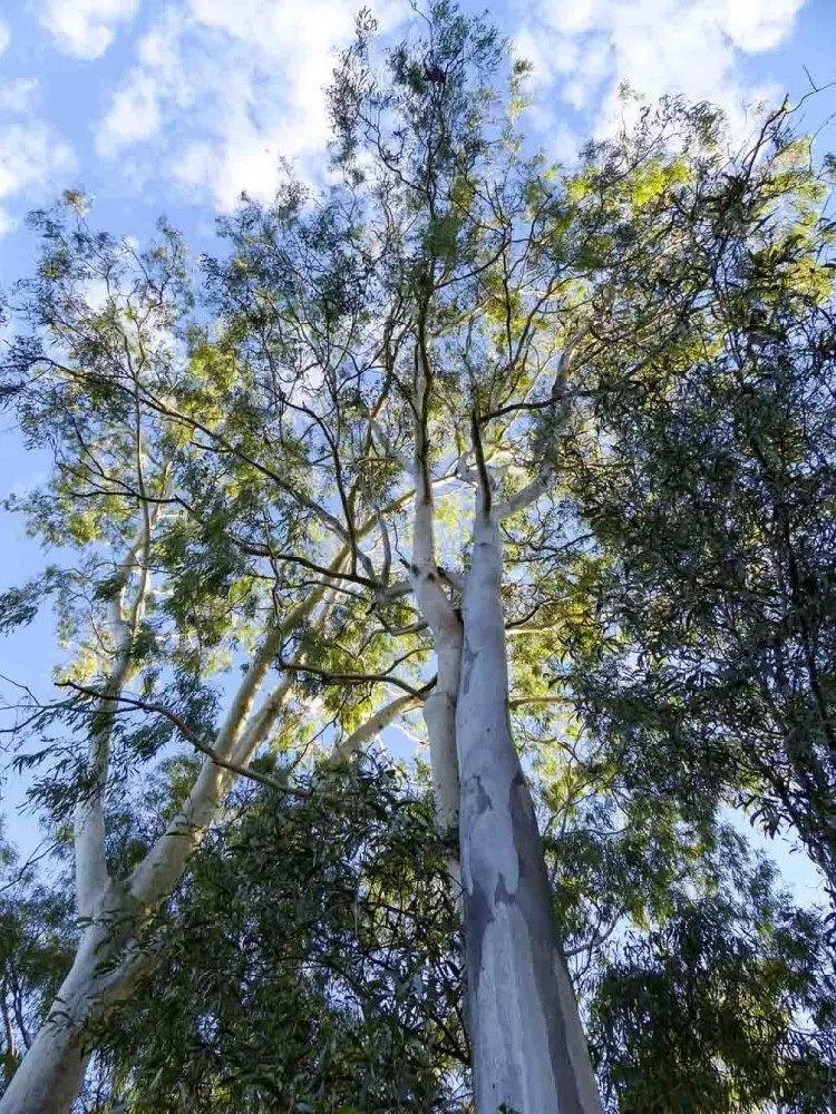 Eucalyptus Plants for Sale - Buying & Growing Guide - Trees.com