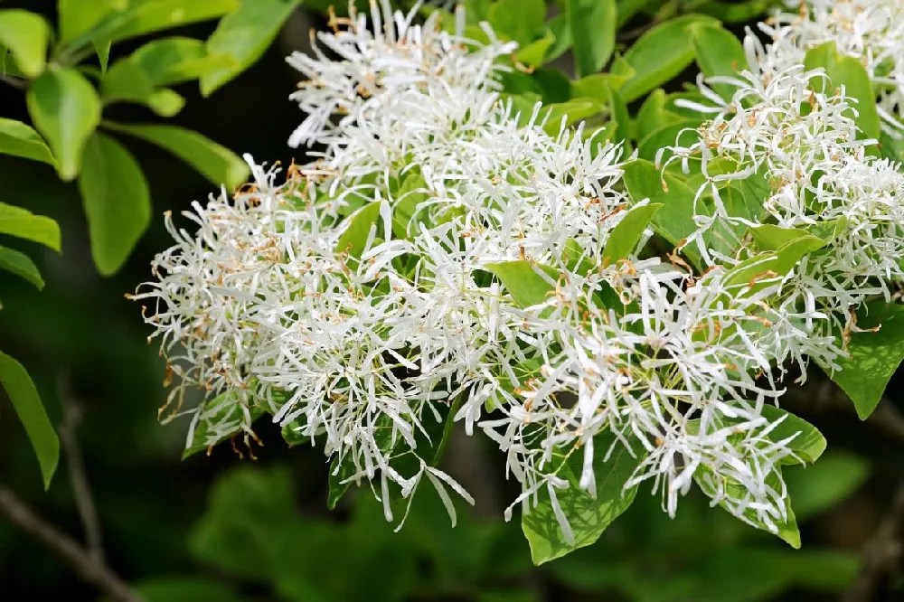 Chinese Fringe Tree for Sale Buying & Growing Guide