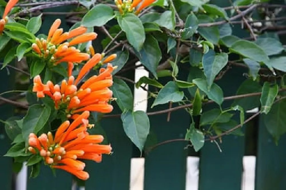 Peaches & Cream Honeysuckle Vines for Sale Buying & Growing Guide