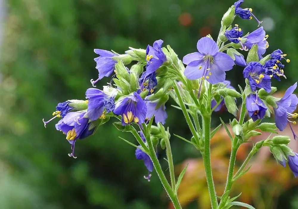 Jacobs Ladder Plants for Sale Buying & Growing Guide