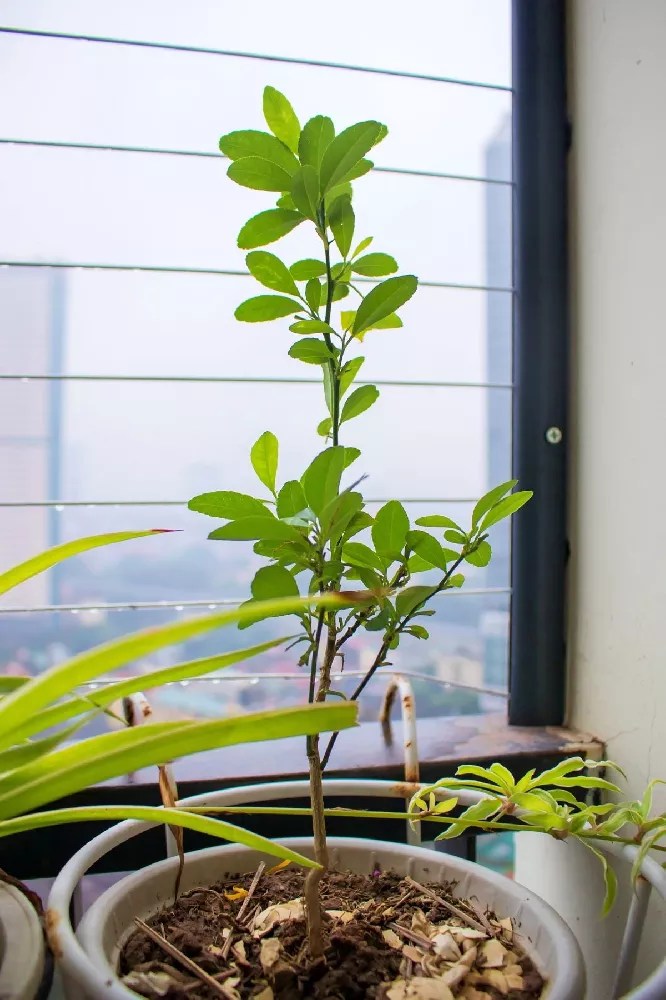 Key Lime Bush for Sale Buying & Growing Guide