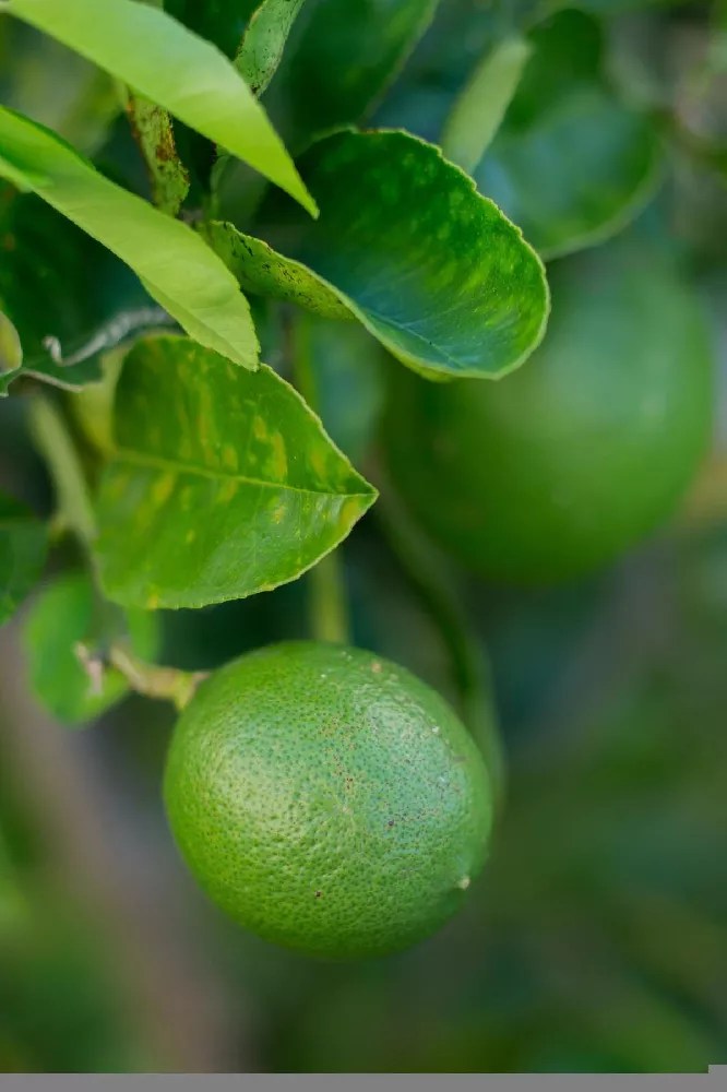 Key Lime Bush for Sale Buying & Growing Guide
