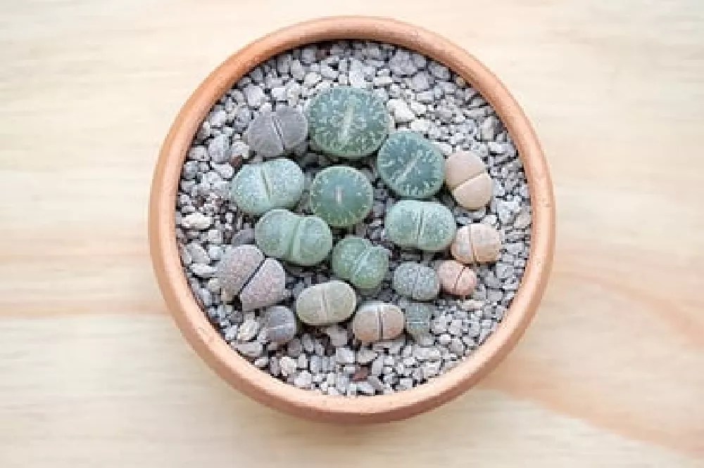 Lithops for Sale Buying & Growing Guide