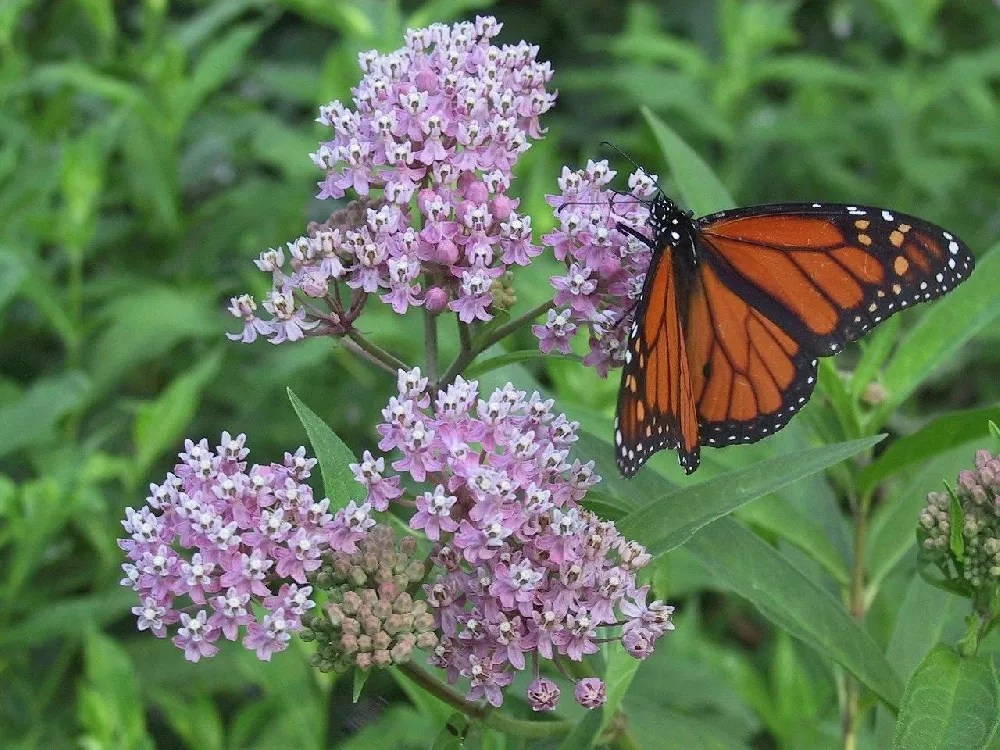 Milkweed Plants for Sale Buying & Growing Guide