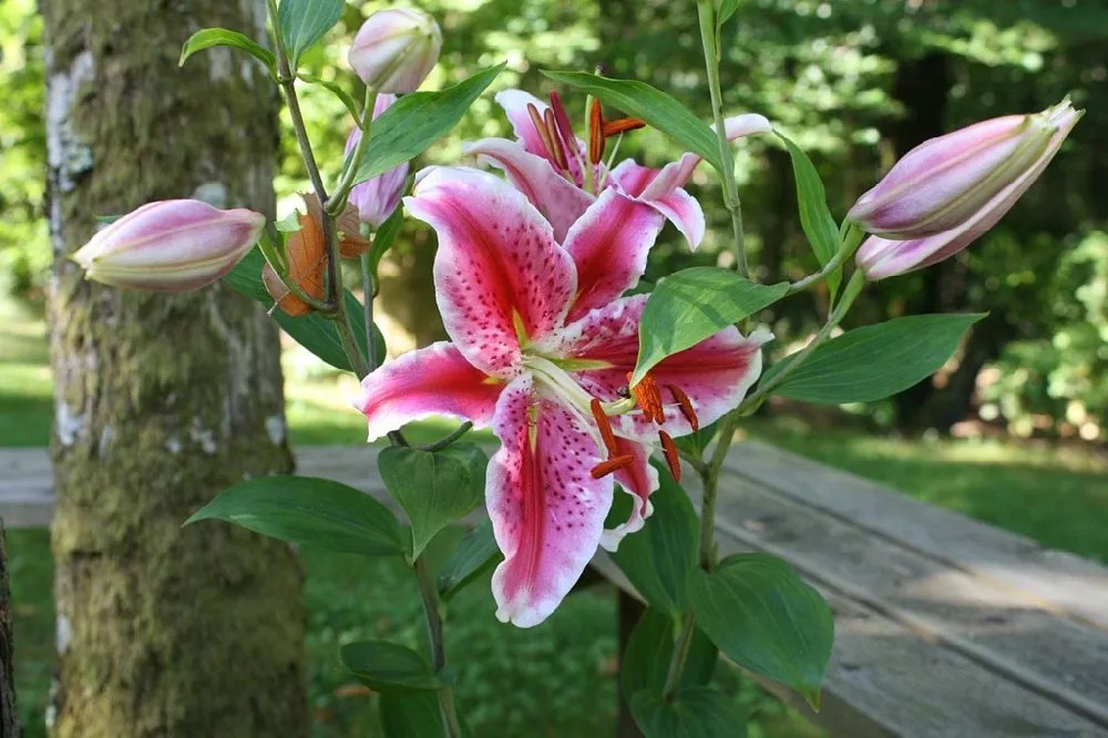 Stargazer Lilies for Sale Buying & Growing Guide