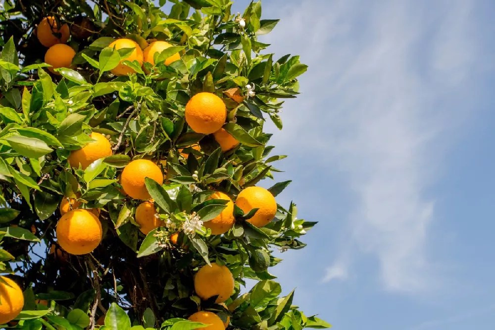 Washington Navel Orange Trees for Sale Buying & Growing Guide