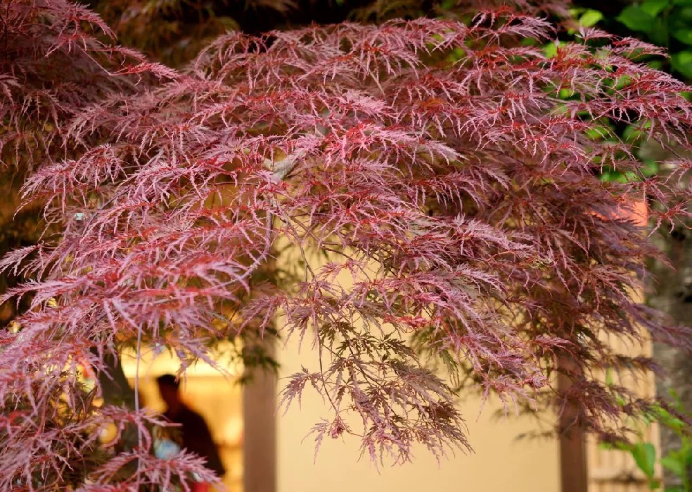 Weeping Japanese Maple 'Viridis' Tree for Sale Buying & Growing Guide