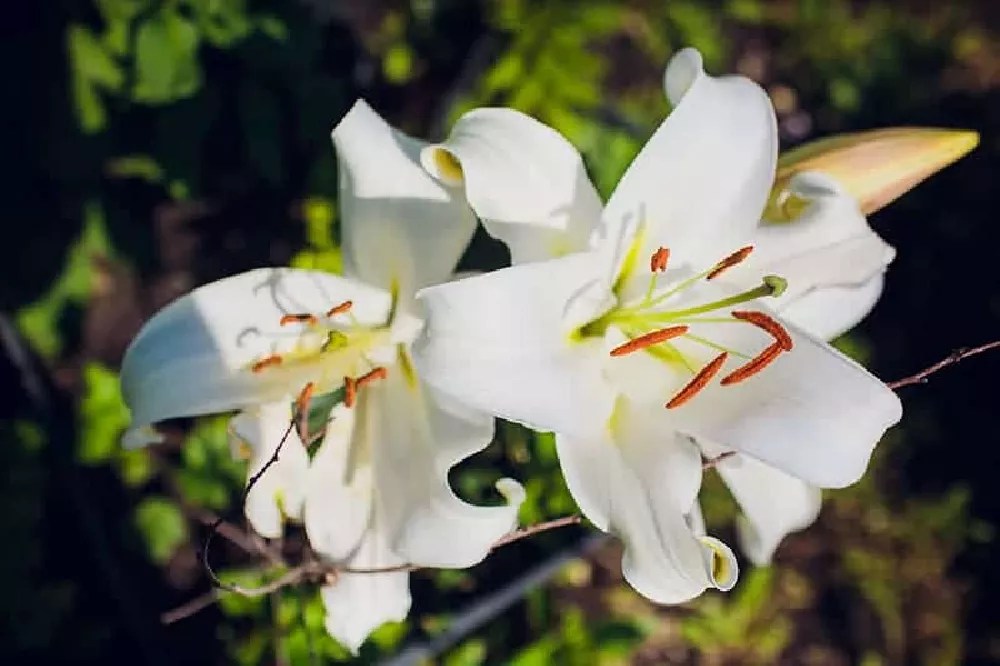 Stargazer Lilies for Sale Buying & Growing Guide
