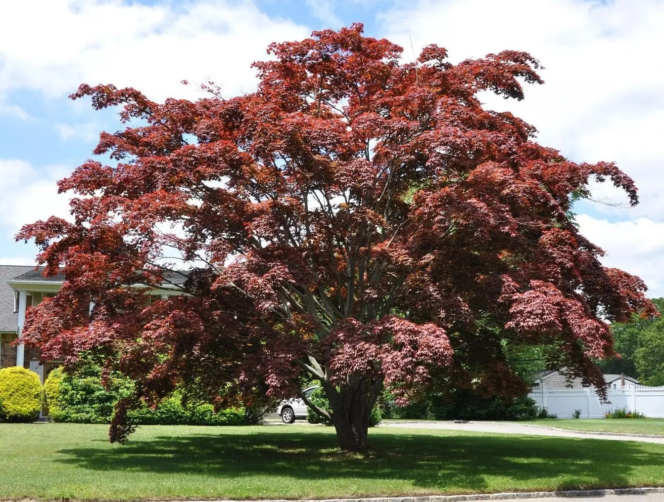 Maple Trees for Sale Buying & Growing Guide