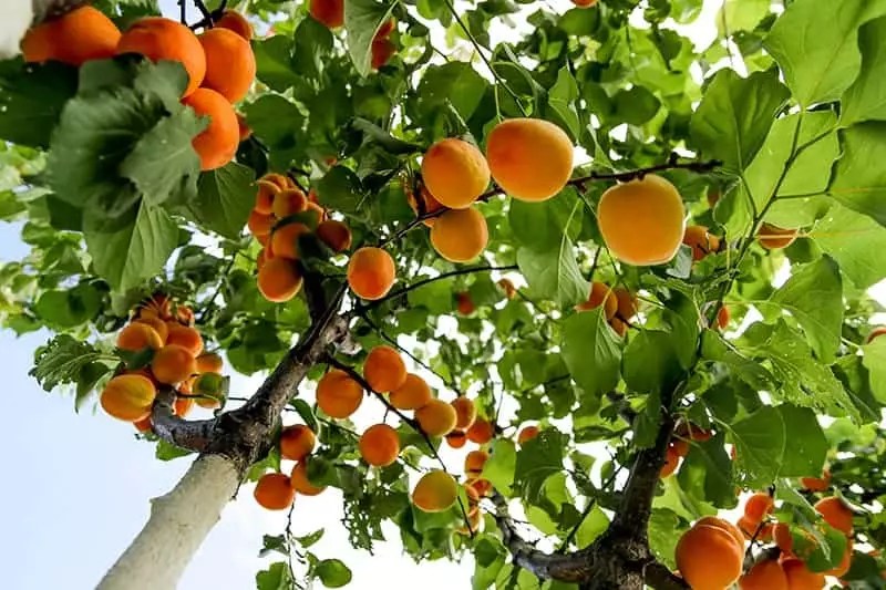 Apricot Trees for Sale Buying & Growing Guide