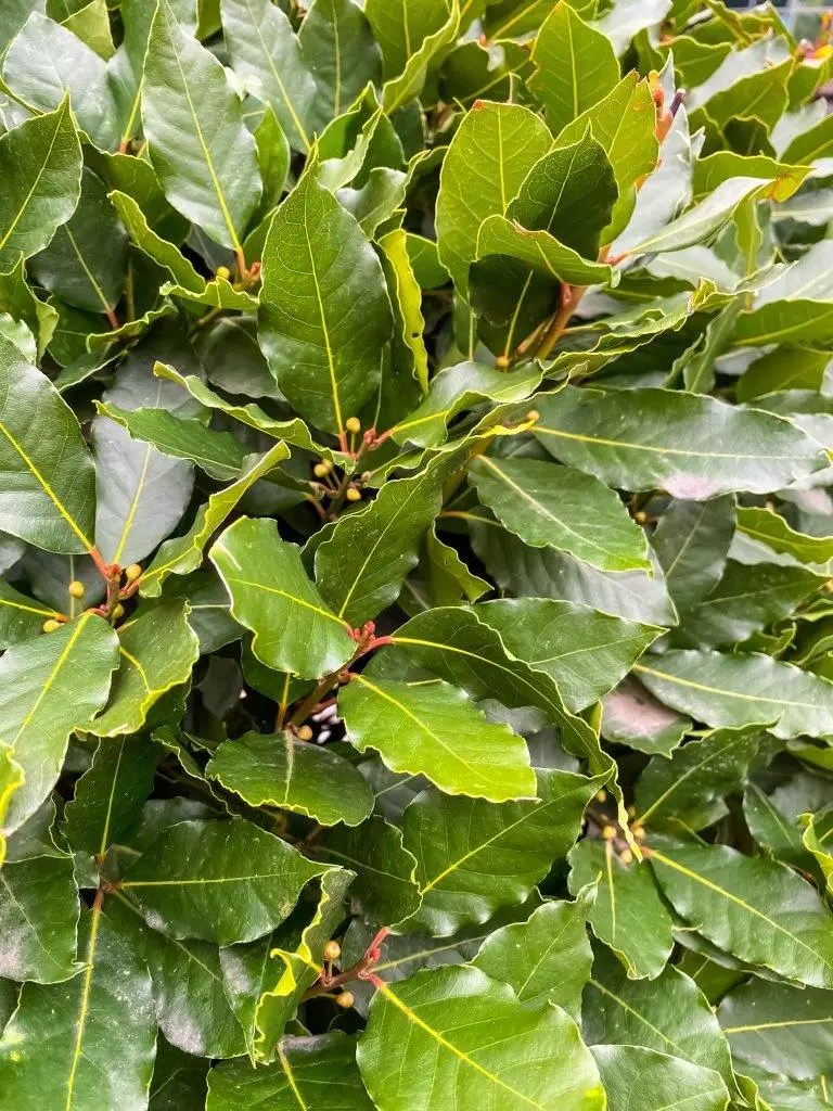 Bay Laurel Trees for Sale Buying & Growing Guide