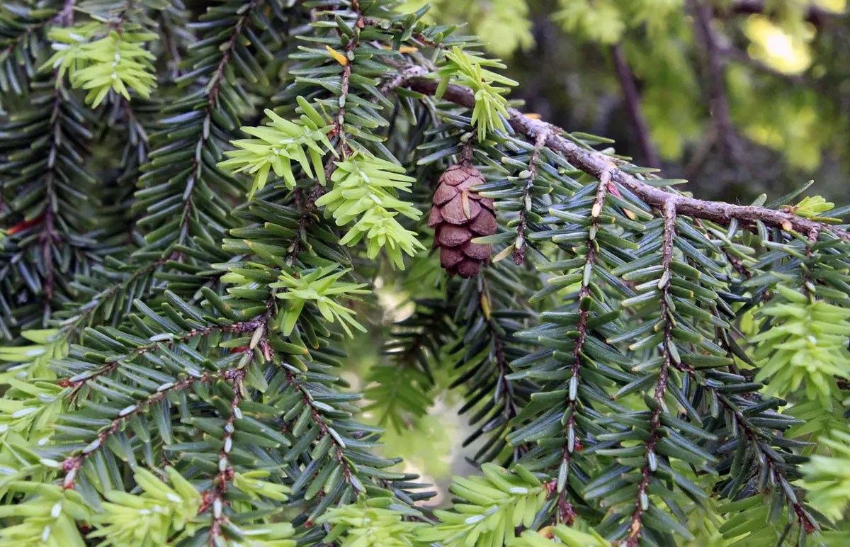 Canadian Hemlock Trees for Sale Buying & Growing Guide