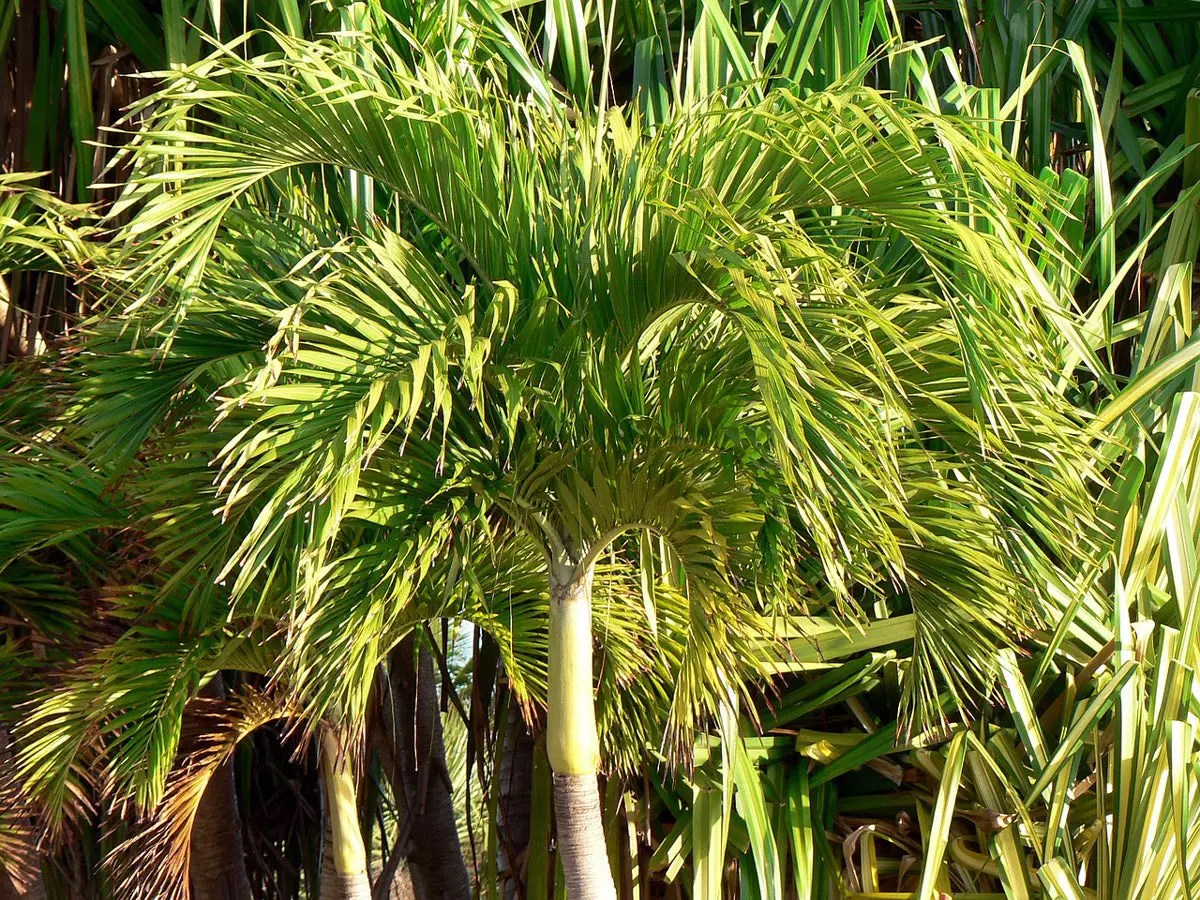 Palm Trees for Sale Buying & Growing Guide