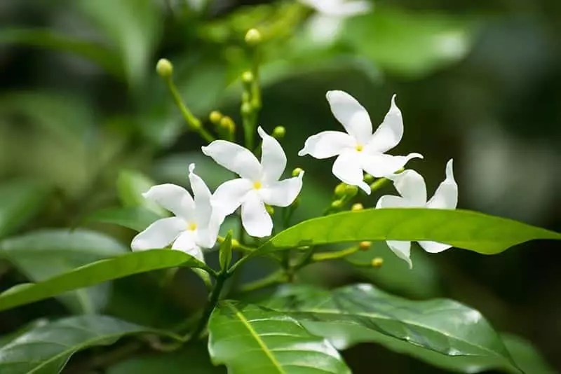 Jasmine Plants for Sale Buying & Growing Guide