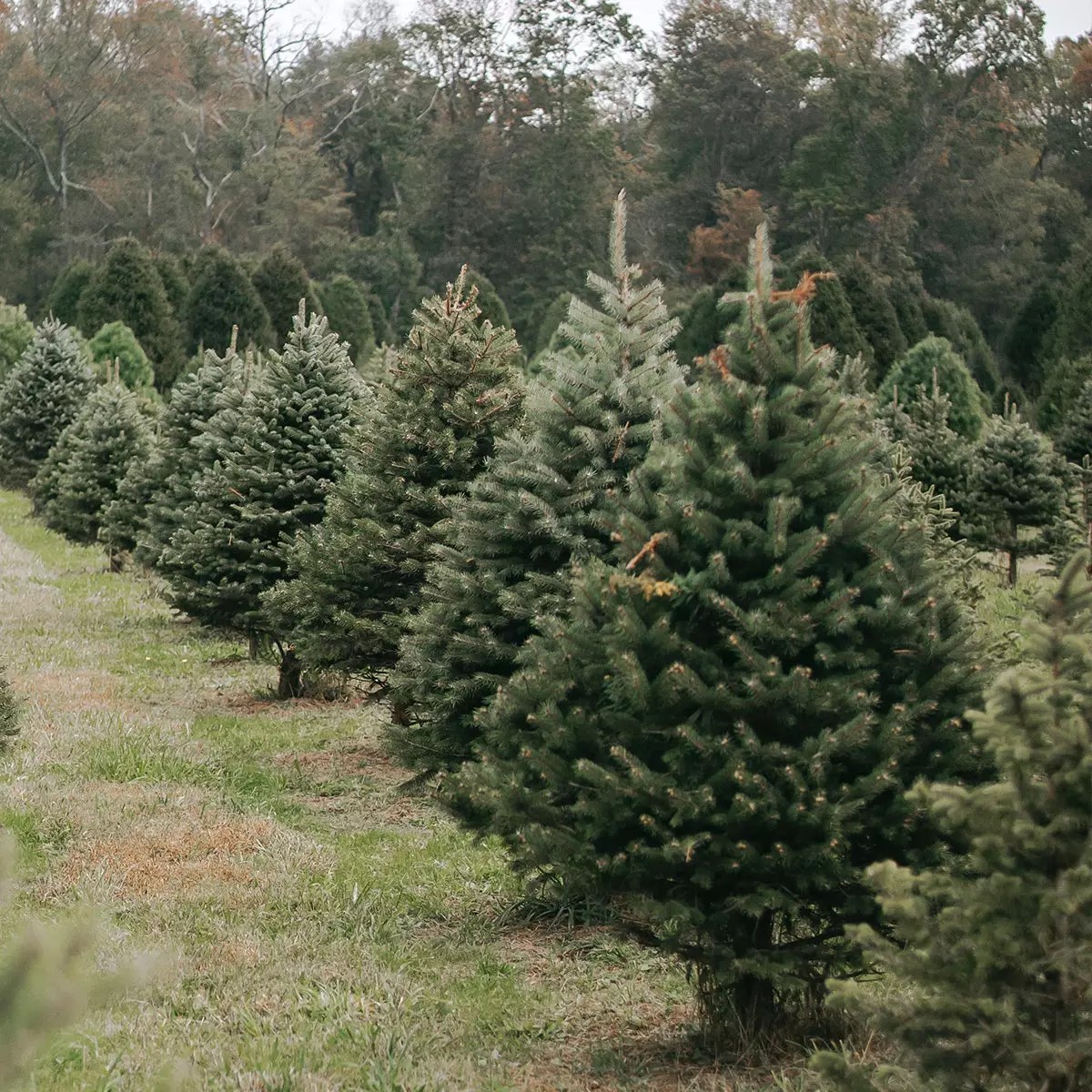 Evergreen Trees for Sale Buying & Growing Guide