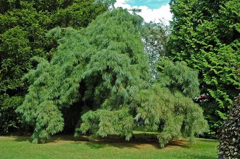 Pine Trees for Sale Buying & Growing Guide