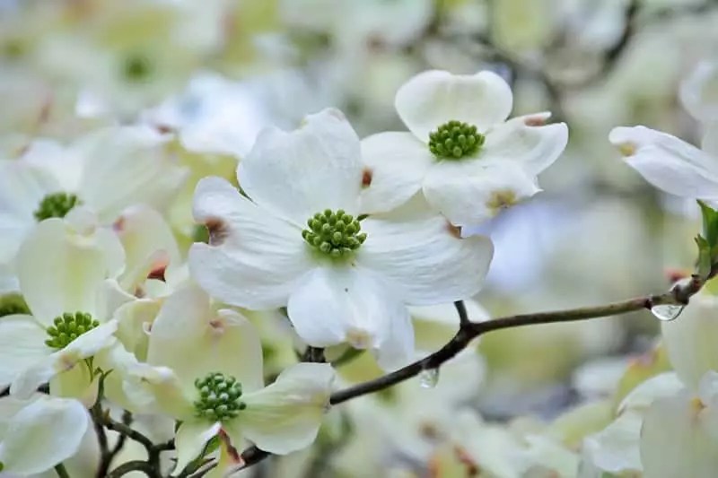 Dogwood Trees for Sale Buying & Growing Guide