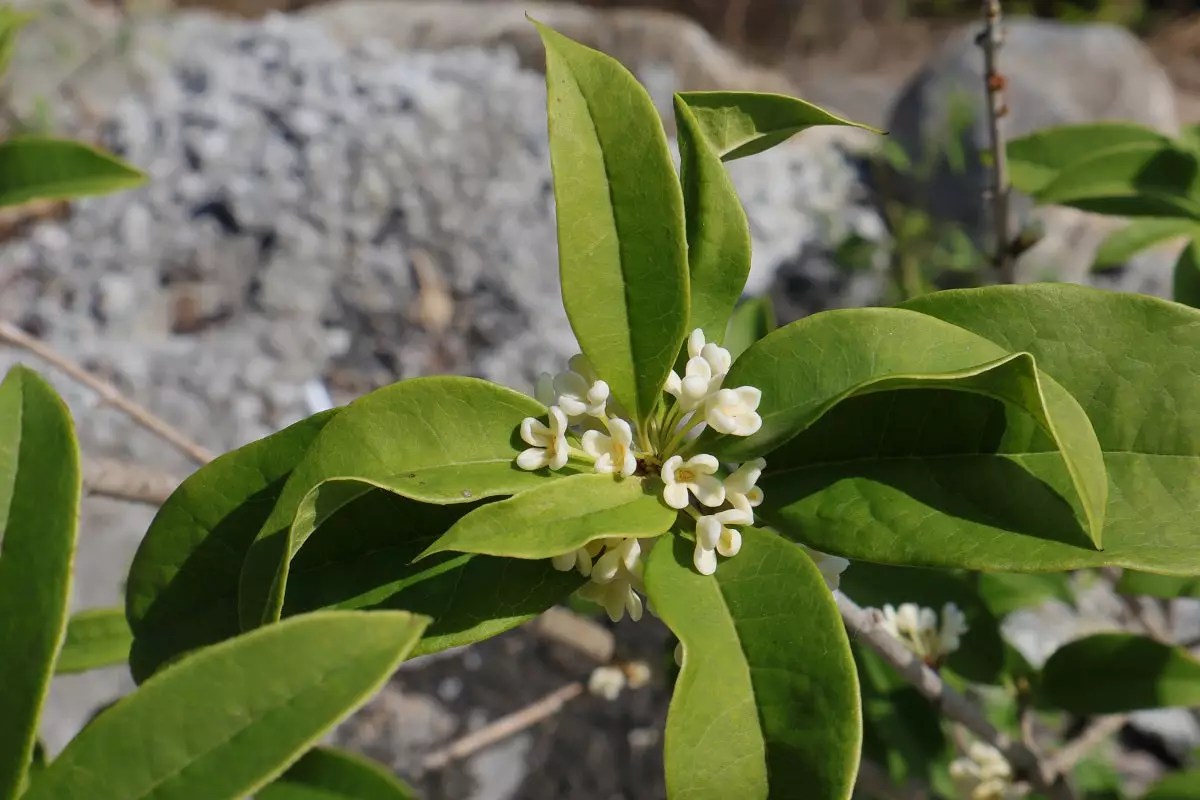 Fragrant Tea Olive Trees for Sale Buying & Growing Guide