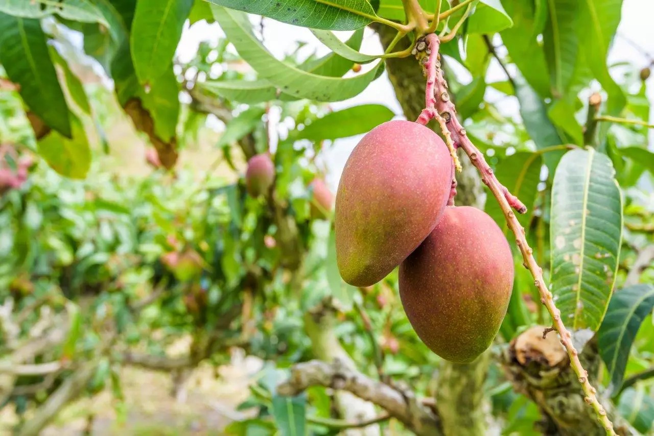 Glenn Mango Trees for Sale Buying & Growing Guide