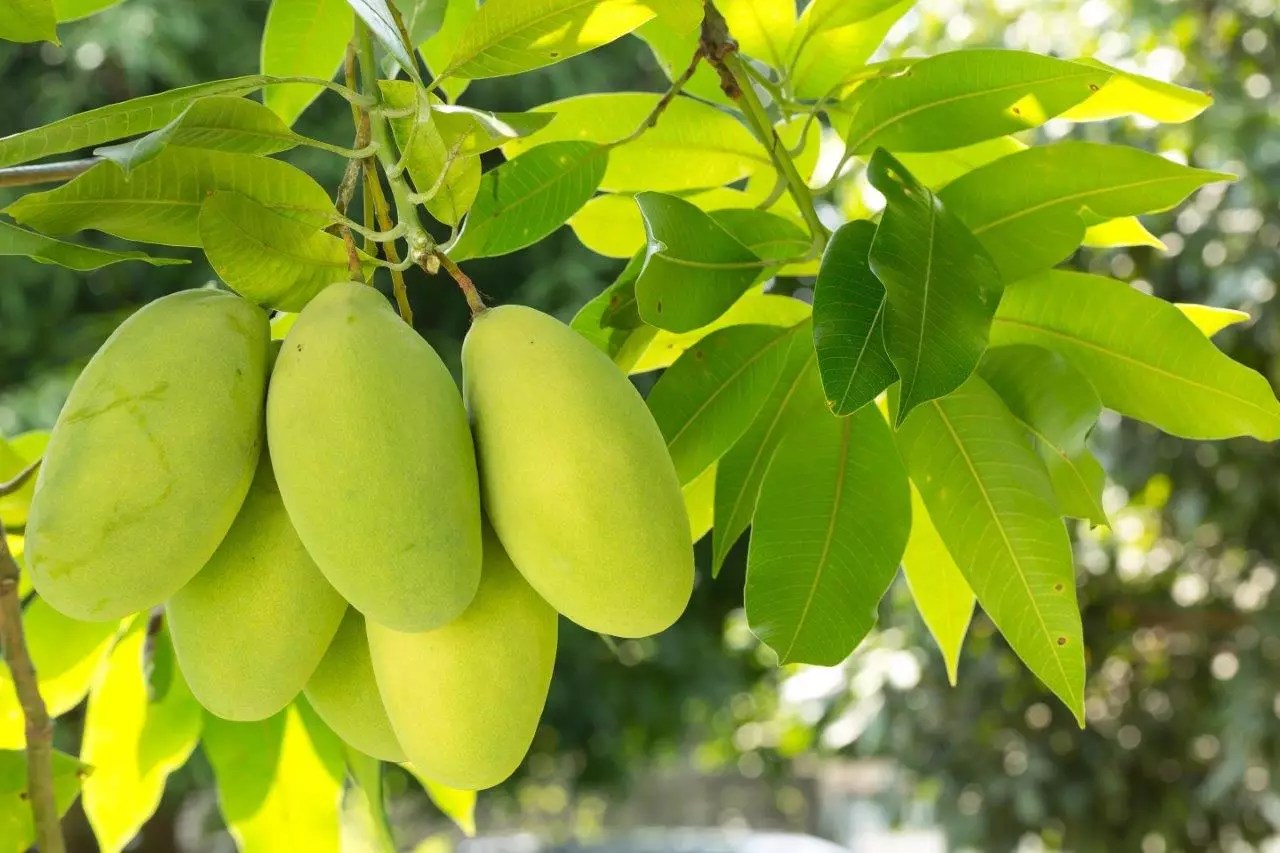Glenn Mango Trees for Sale Buying & Growing Guide