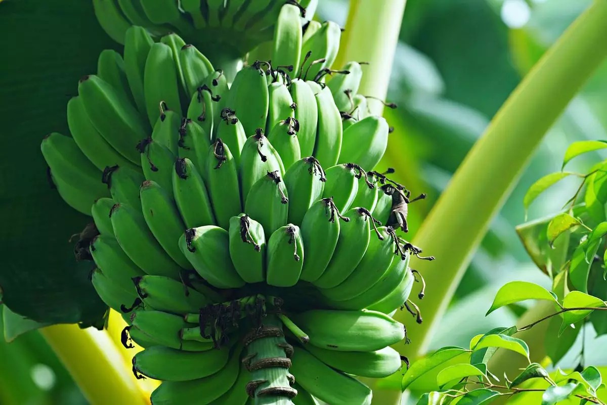 Ice Cream Banana Tree for Sale Buying & Growing Guide