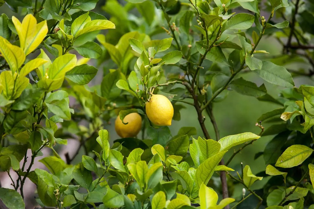 Organic Meyer Lemon Trees for Sale Buying & Growing Guide