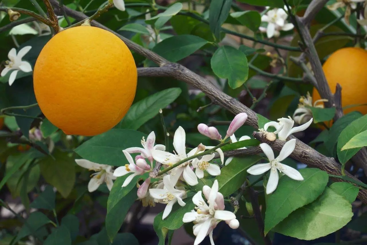 Meyer Lemon Trees for Sale Buying & Growing Guide