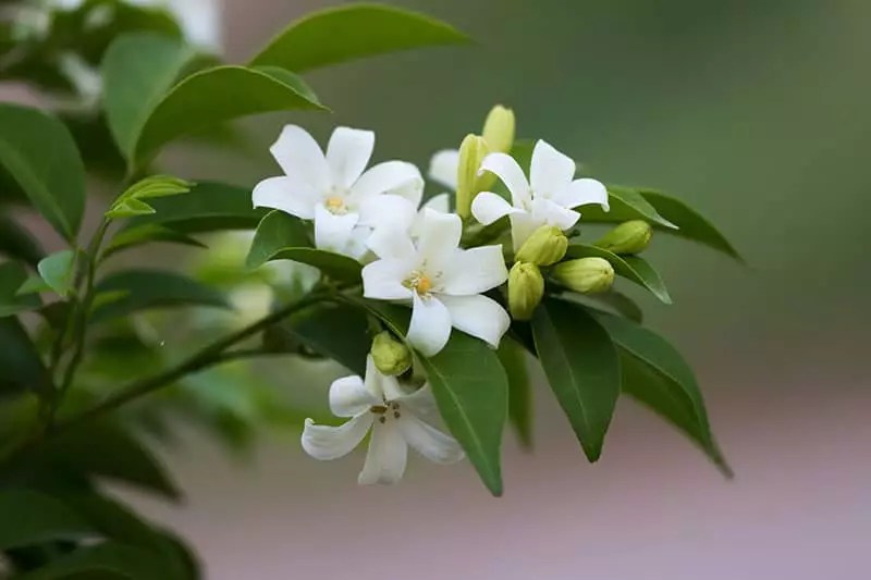 Jasmine Plants for Sale Buying & Growing Guide