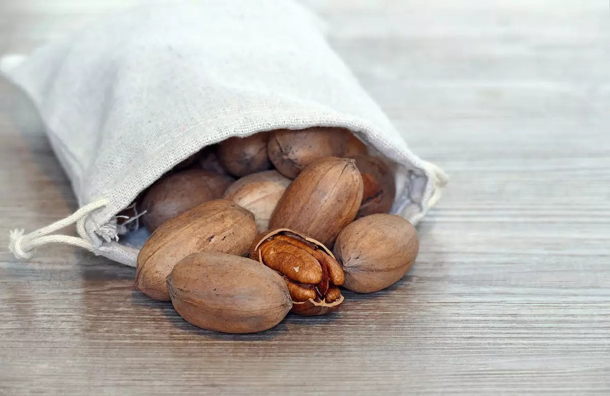 Pawnee Pecan Trees for Sale Buying & Growing Guide