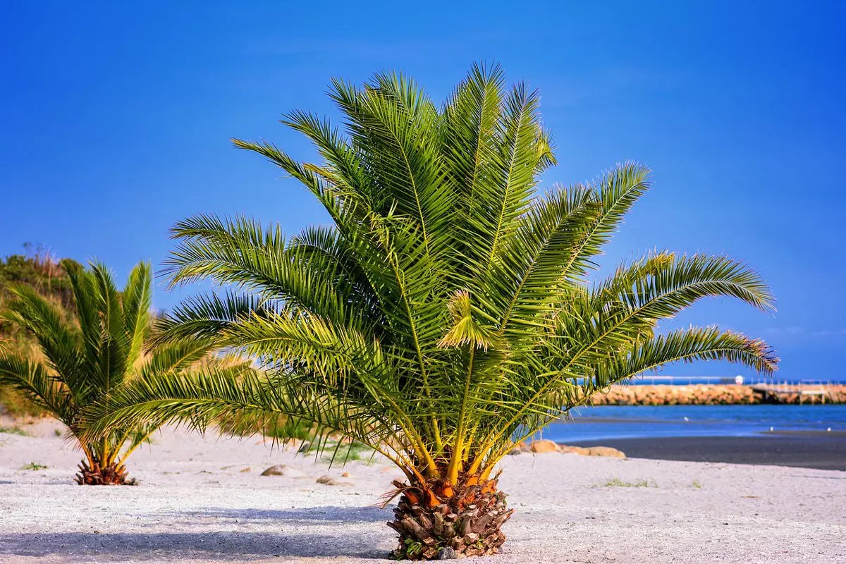 how fast do palm trees grow in hawaii Lynsey Stjohn