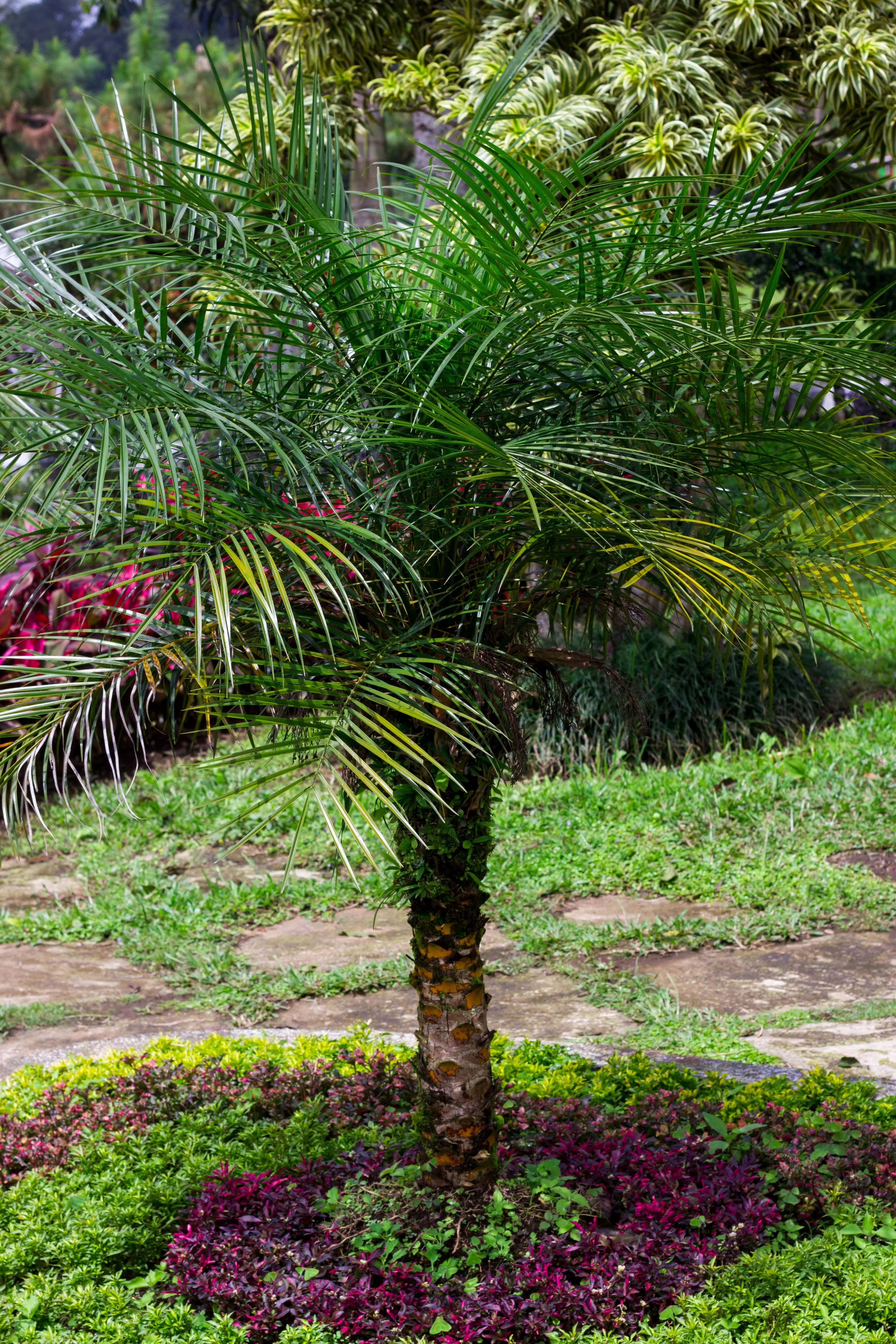 Pygmy Date Palm Tree for Sale Buying & Growing Guide