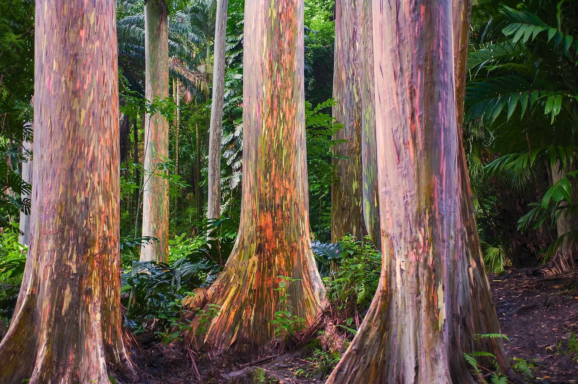 Rainbow Eucalyptus Trees for Sale