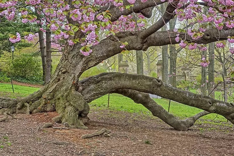 Cherry Blossom Trees for Sale Buying & Growing Guide