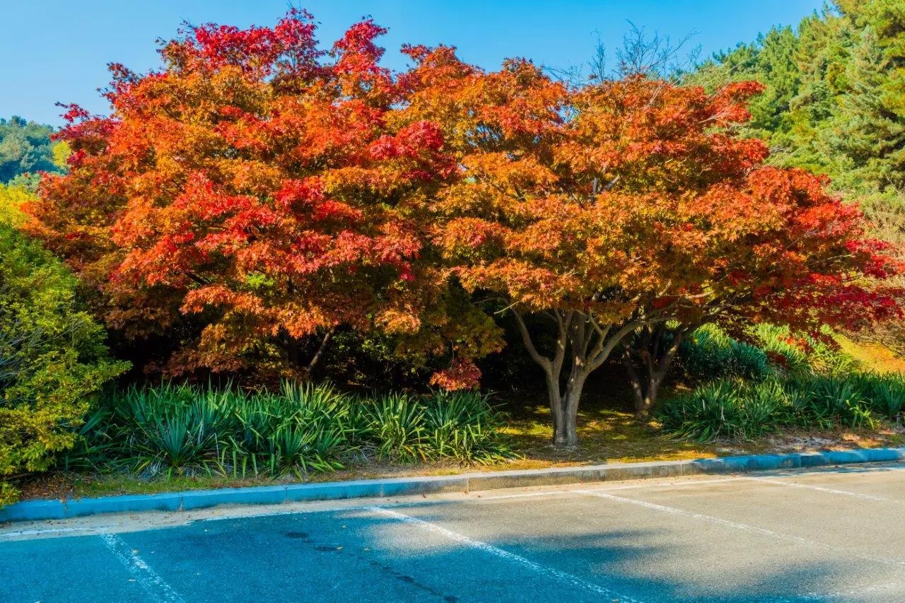 Sugar Maple Tree for Sale Buying & Growing Guide