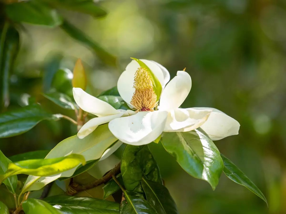 Sweetbay Magnolia for Sale Buying & Growing Guide