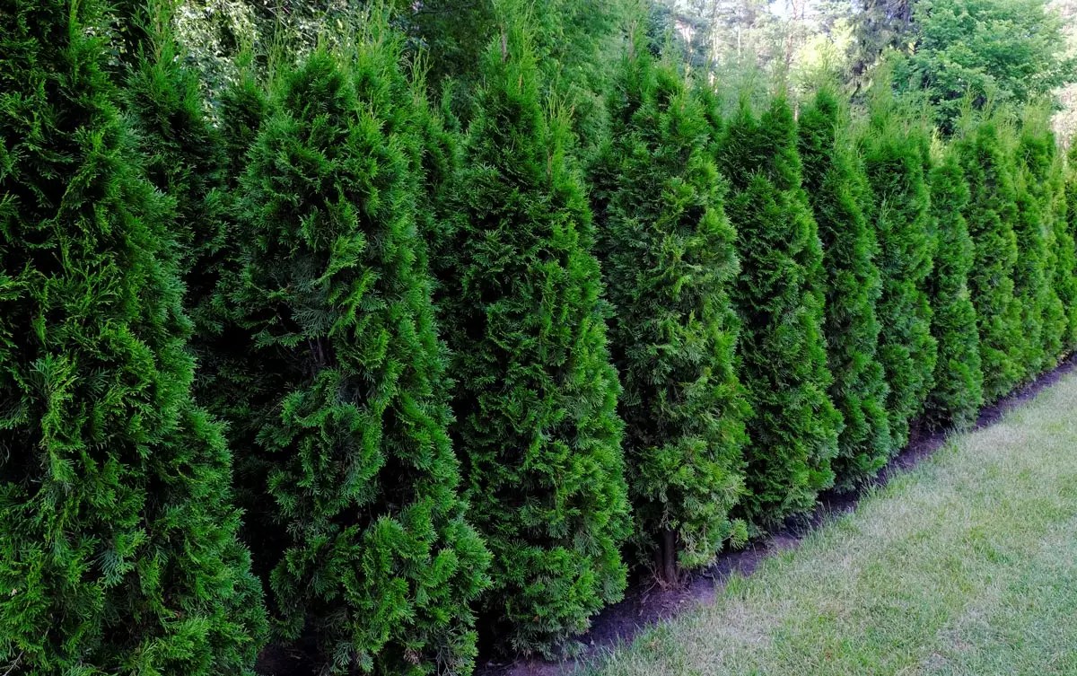 Privacy Trees for Sale Buying & Growing Guide